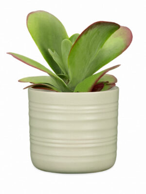Ribbed Pot Silent Green