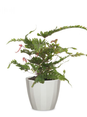 Elegance Pot Grey