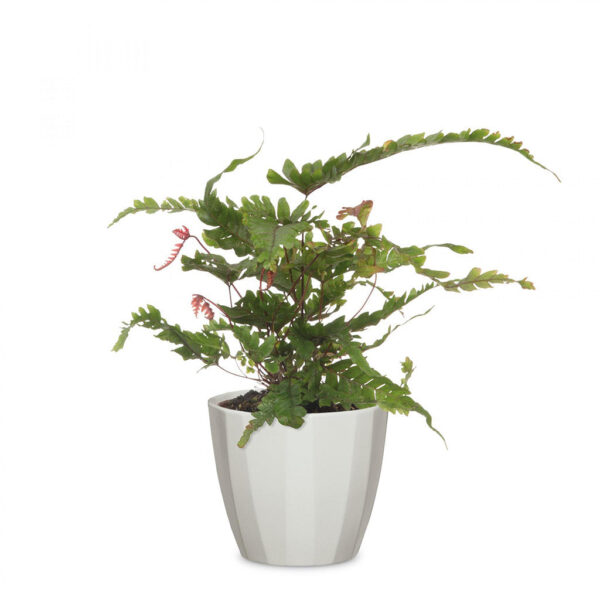 H2168-1024-1024-01_f8595823-b69a-4822-825c-008452a607fc.jpg Elegance Pot Grey